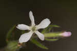 Common catchfly